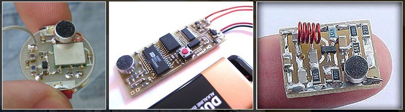 lehallgató-poloskák